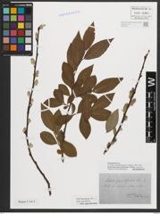 Foto von Salix appendiculata Vill.